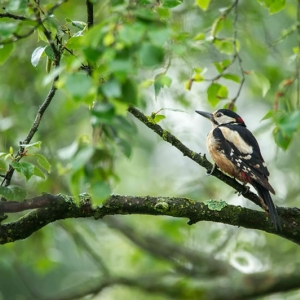 Redwell   June   2016 (250 Of 659).jpg